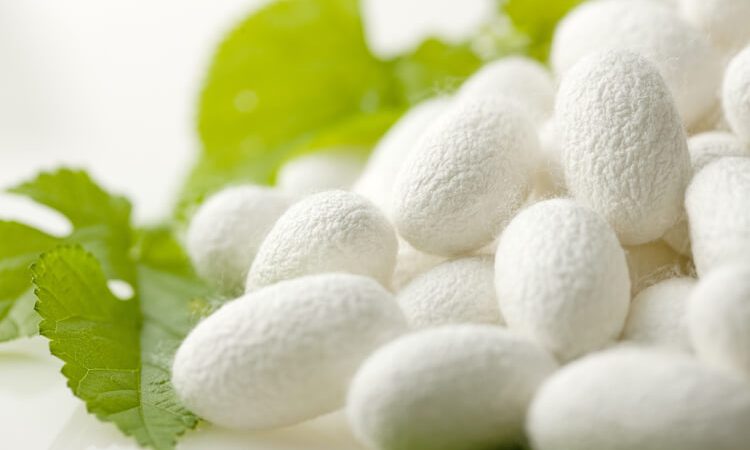 Что такое шелк: виды и процесс рождения шелкового волокна